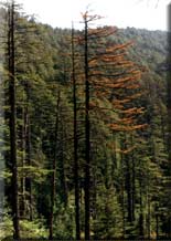 Silver fir forest