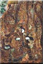 Silver fir forest
