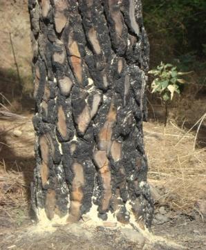 Silver fir forest