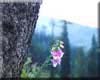 Spruce forest