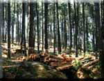 Spruce forest
